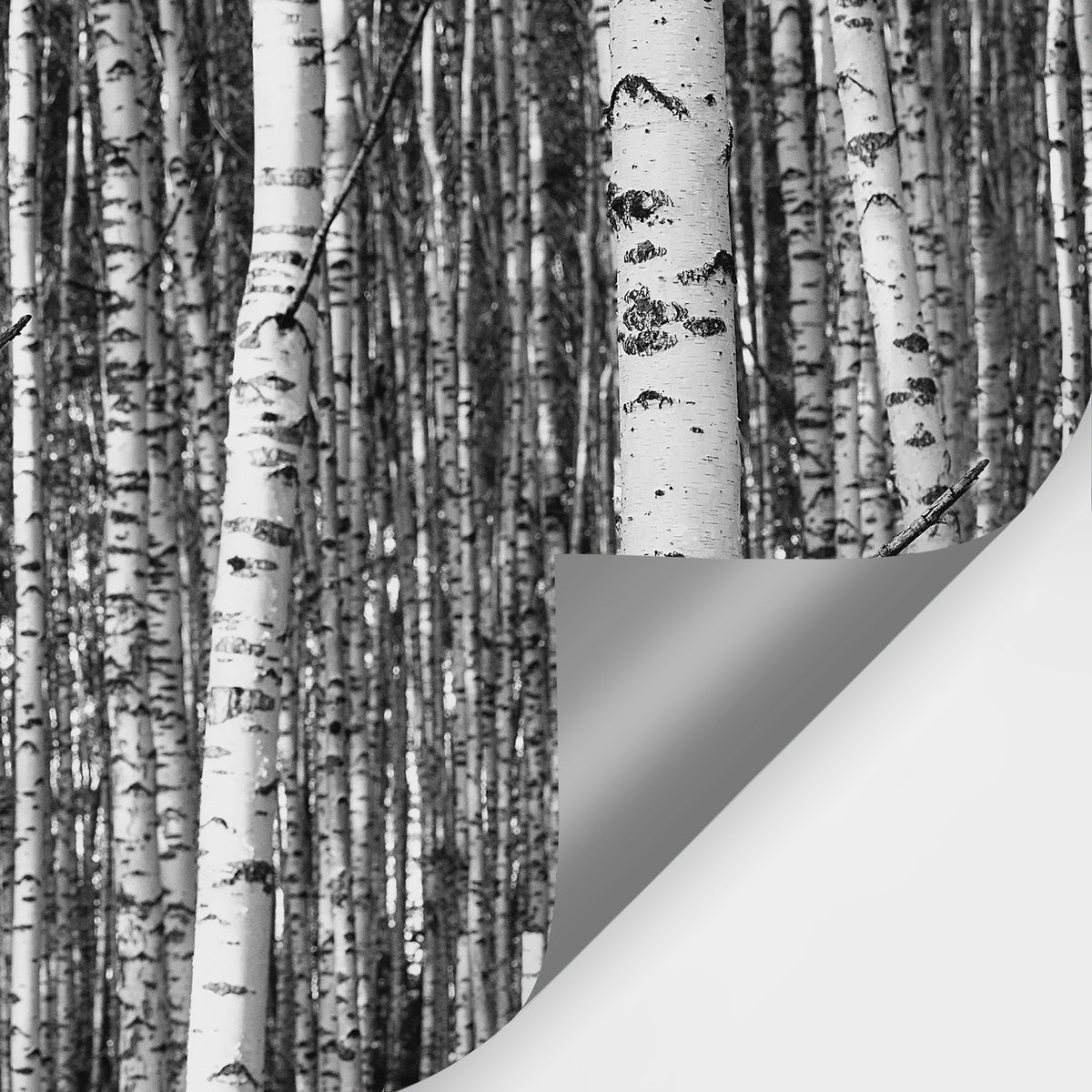 Black and white birch forest peel and stick wall mural with self-adhesive backing
