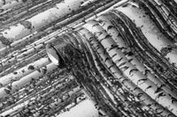 Close-up of birch tree wallpaper showing detailed black and white forest printing