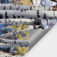 Forest Blue Wallpaper Mural