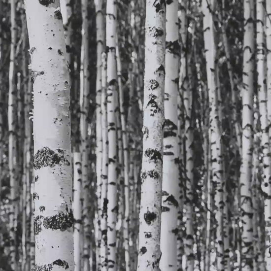 Video showcasing the installed look of the black-and-white birch forest mural.