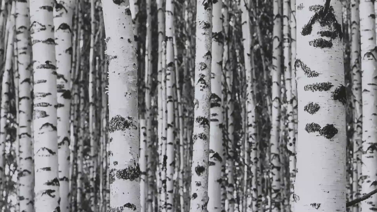 Video showcasing the installed look of the black-and-white birch forest mural.