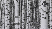 Video showcasing the installed look of the black-and-white birch forest mural.