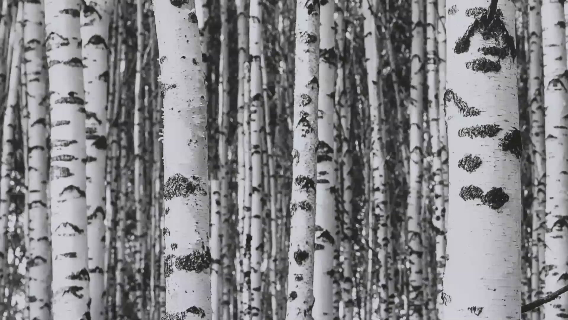 Video showcasing the installed look of the black-and-white birch forest mural.