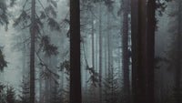 Fototapete Wald, Wind und Frost